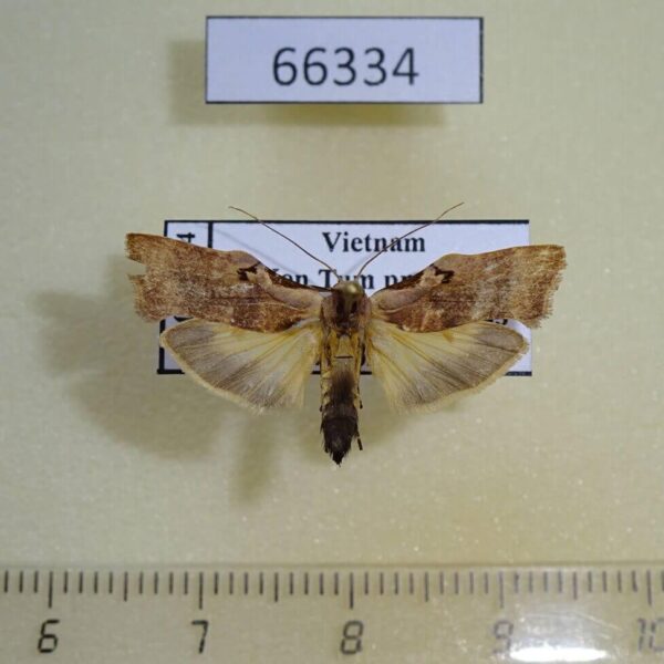 Arctiidae Teulisna tumida Vietnam