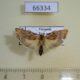66334p Arctiidae Teulisna tumida Vietnam $6