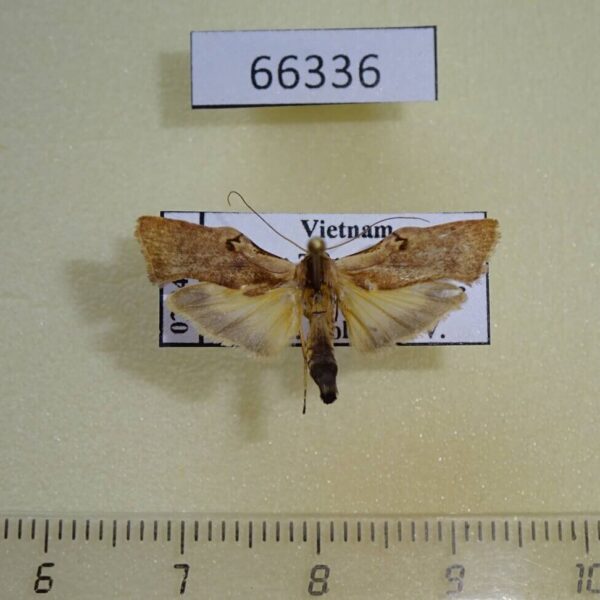 Arctiidae Teulisna tumida Vietnam