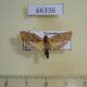 66336p Arctiidae Teulisna tumida Vietnam $7