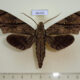 66350p Sphingidae Cerberonoton rubescens Vietnam $15