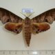 66352p Sphingidae Marumba spectabilis Vietnam $18
