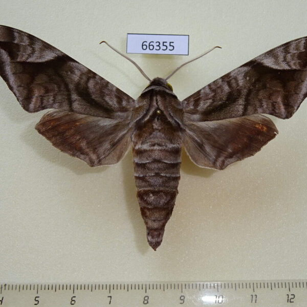 Sphingidae Acosmeryx naga naga Vietnam