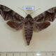 66355p Sphingidae Acosmeryx naga naga Vietnam $10