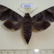 66356p Sphingidae Acosmeryx pseudonaga f Vietnam $12