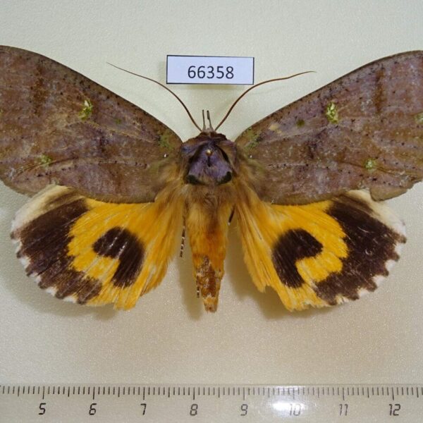 Noctuidae Eudocima discrepans Vietnam