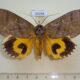 66358p Noctuidae Eudocima discrepans Vietnam $12
