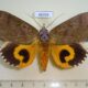 66359p Noctuidae Eudocima discrepans Vietnam $25