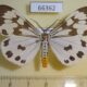 66362p Arctiidae Nyctemera adversata Vietnam $5