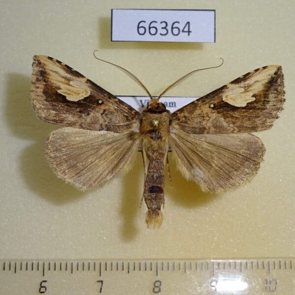 Noctuidae Pseudosphetta fissigna Vietnam