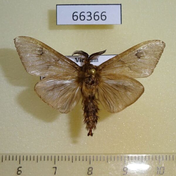 Psychidae Amatissa sp. leonina Vietnam
