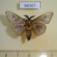 66367p Psychidae Amatissa sp. leonina Vietnam $15