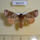 66372p Noctuidae Calymera nitida Vietnam $9
