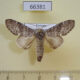 66381p Notodontiidae Fentonia bipunctus Vietnam $8