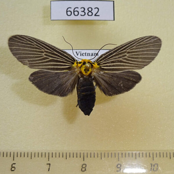 Noctuidae Baroa siamica Vietnam