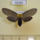 66382p Noctuidae Baroa siamica Vietnam $7