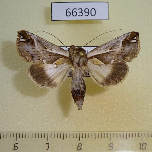 Noctuidae Risoba diversipennis Vietnam