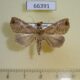 66391p Noctuidae Oglasa sp. Vietnam $8