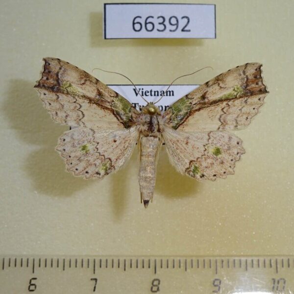 Noctuidae Tamba mnionomera Vietnam