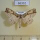 66392p Noctuidae Tamba mnionomera Vietnam $15