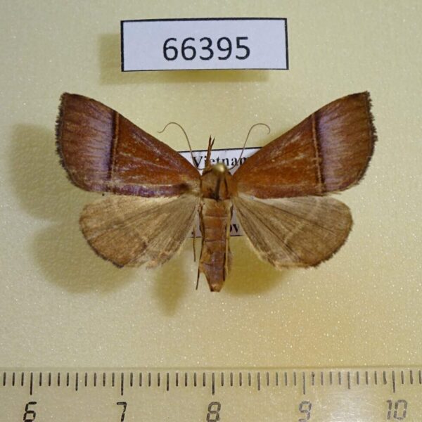Noctuidae sp. Vietnam
