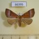 66395p Noctuidae sp. Vietnam $15