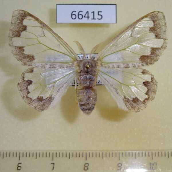 Lymantridae Carriola ecnomoda f Vietnam