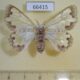 66415p Lymantridae Carriola ecnomoda f Vietnam $12