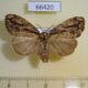 66420p Lymantridae Orgyia sp. f Vietnam $8