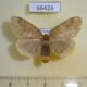 66426p Lymantridae sp. f Vietnam $9