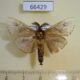 66429p Psychidae Amatissa sp. leonina Vietnam $4