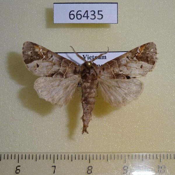 Notodontiidae Clostera fulgurita Vietnam