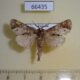 66435p Notodontiidae Clostera fulgurita Vietnam $6