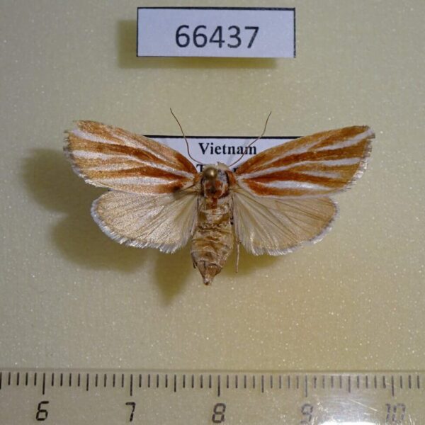 Noctuidae Narangodes argyrostrigatus f Vietnam