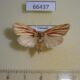 66437p Noctuidae Narangodes argyrostrigatus f Vietnam $40