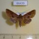 66439p Noctuidae Diascia hayesi Vietnam $12