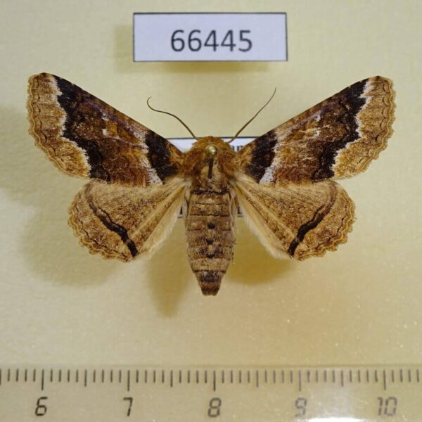 Noctuidae Pericyma cruegeri f Vietnam