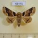 66445p Noctuidae Pericyma cruegeri Vietnam $10