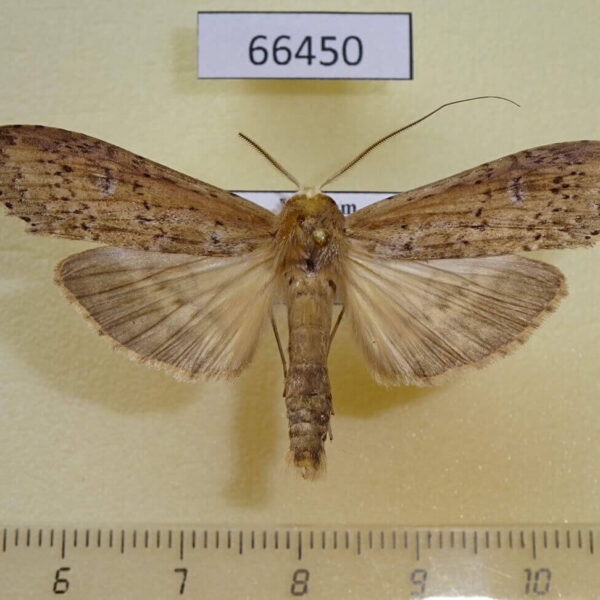Notodontiidae Thacona punctifascia Vietnam