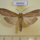 66450p Notodontiidae Thacona punctifascia Vietnam $10