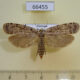 66455p Depressariidae sp. Vietnam $9