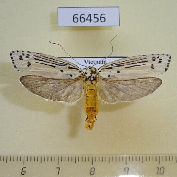 Depressariidae Ethmia lineatonotella Vietnam