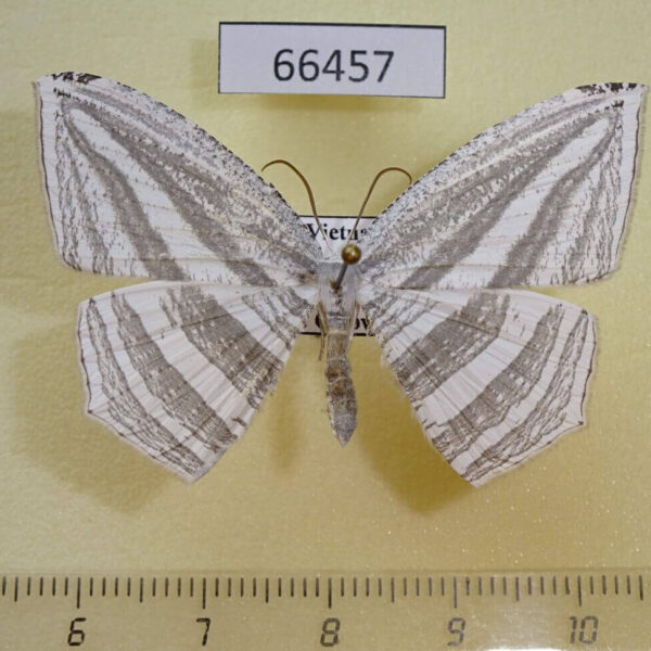 Uraniidae Acropteris rectinervata Vietnam