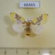 66465p Lymantridae Euproctis sp. f Vietnam $9