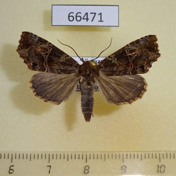 Noctuidae Lineopalpa horsfieldi Vietnam