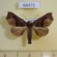 66472p Noctuidae Thalatta melanogramma Vietnam $12