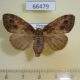 66479p Lymantridae Orgyia sp. f Thailand $7