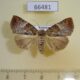 66481p Noctuidae sp. Vietnam $25