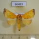 66483p Noctuidae Xenochroa xanthia Vietnam $9