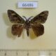 66486p Lymantridae Ilema preangerensis Vietnam $4